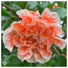 ハナザクロ 東京 玉川上水に咲く花々