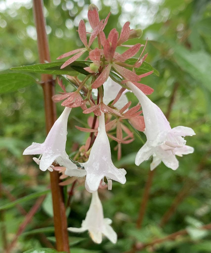 最高級のスーパー abelia goucha edward ジレベスト- edward goucha