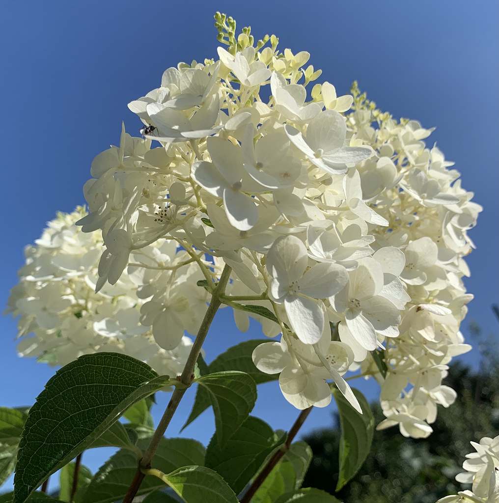 ノリウツギ / Panicled Hydrangea