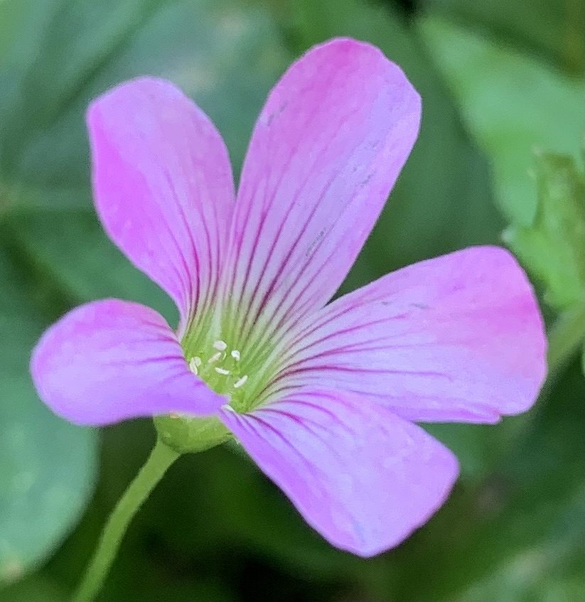 ムラサキカタバミ 紫片喰 Pink Wood Sorrel 東京 玉川上水に咲く花々