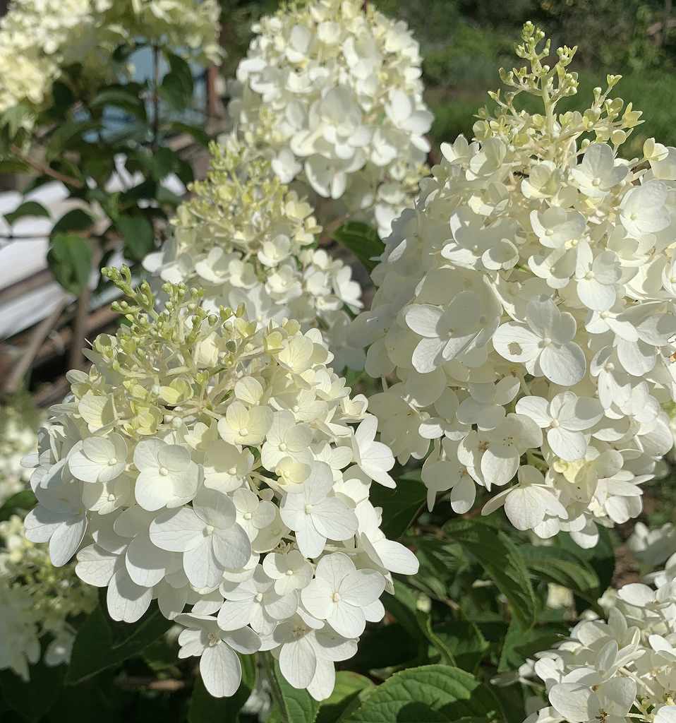 ノリウツギ「水無月」：横から