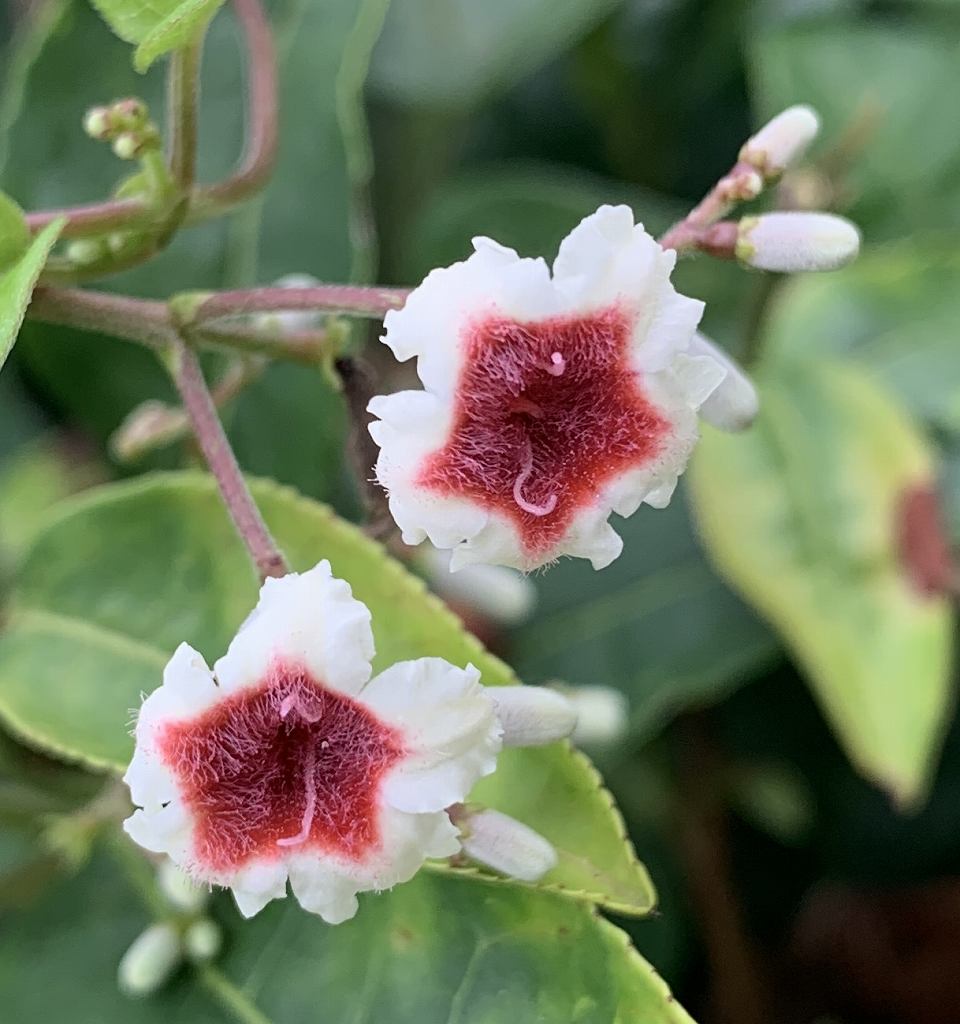 ヘクソカズラ 屁糞葛 Paederia Foetida 東京 玉川上水に咲く花々