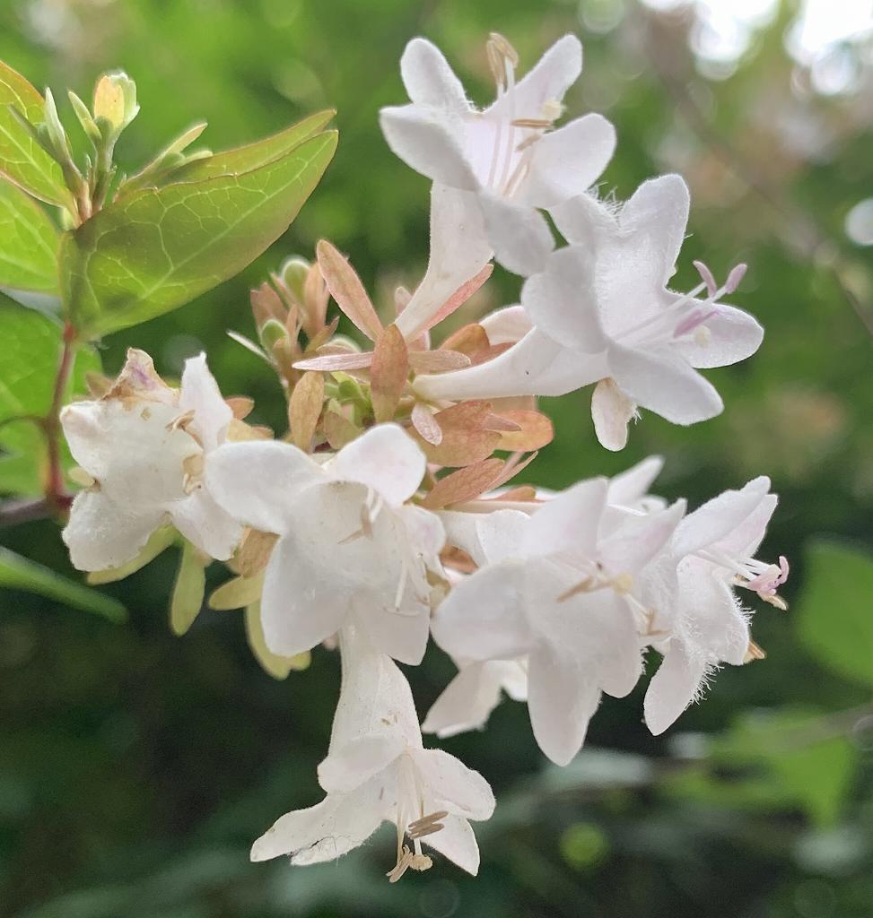 アベリア アネクドートの野の花ノート アネクドートの野の花ノート