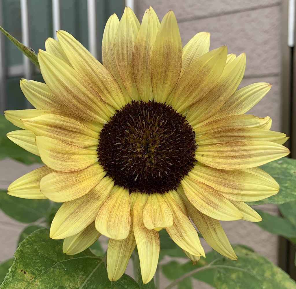 ヒマワリ / Sunflower
