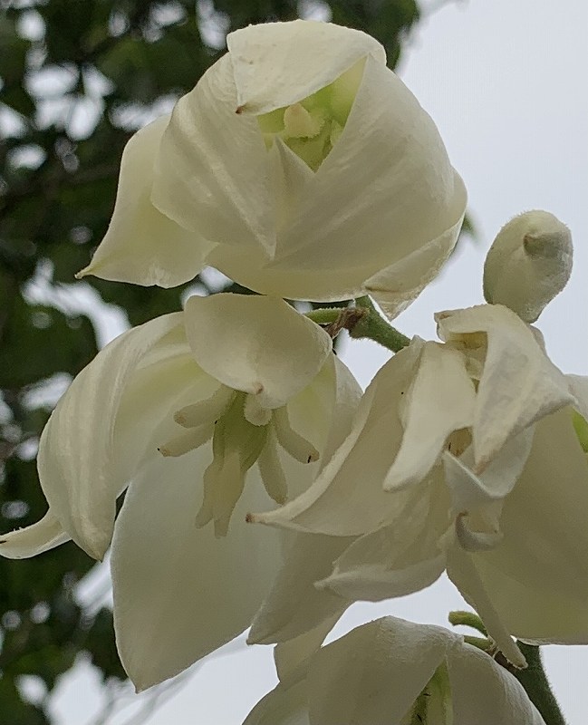 ユッカ：キミガヨランの花を下から