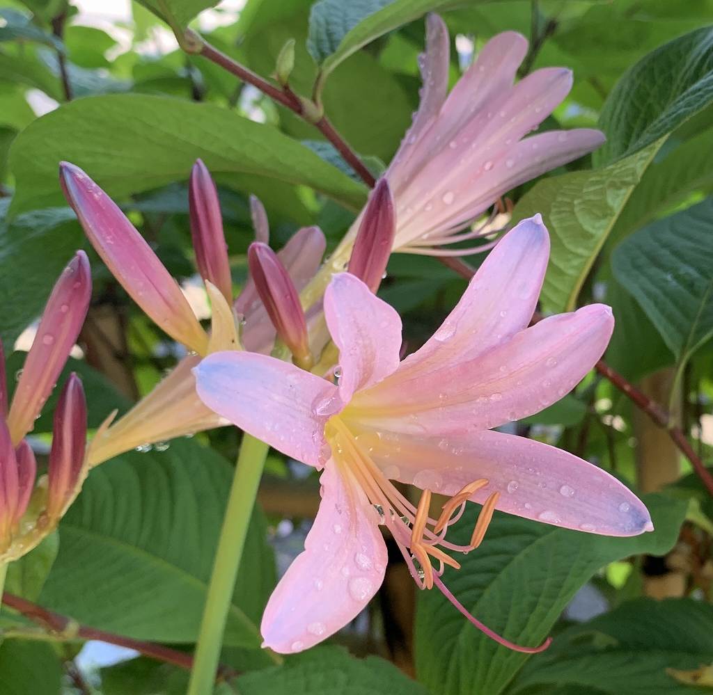 ナツズイセン：花と蕾