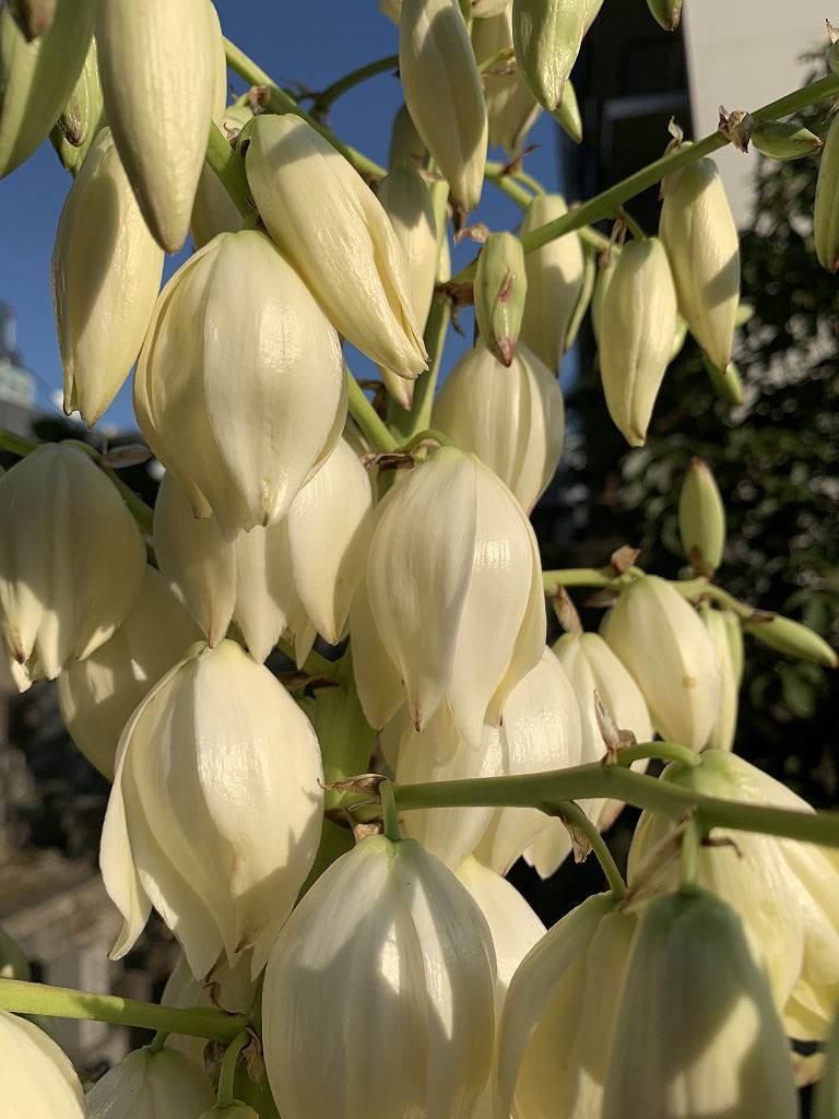 ユッカ：アツバキミガヨランの花を横から