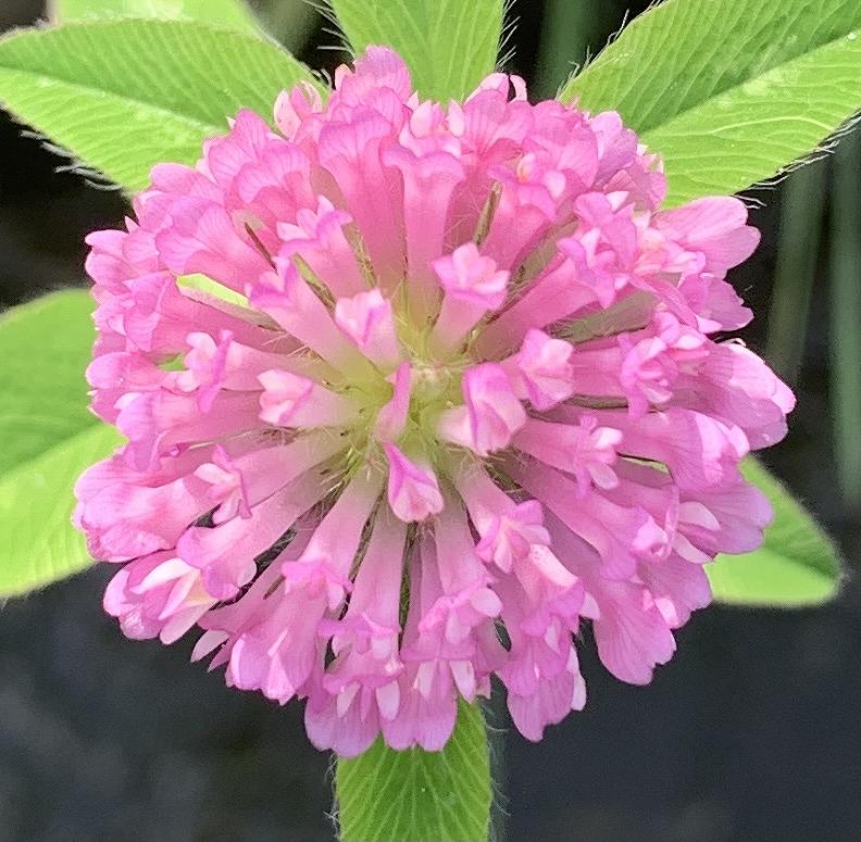 ムラサキツメクサ アネクドートの野の花ノート アネクドートの野の花ノート