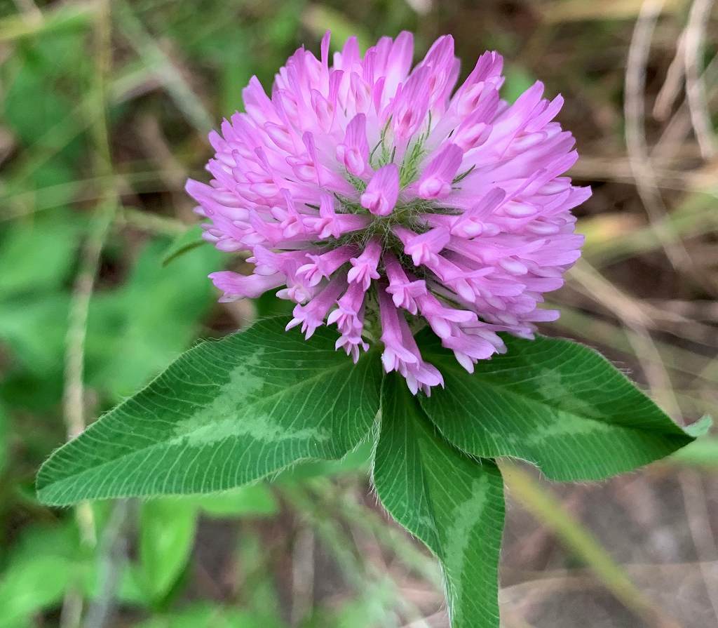 ムラサキツメクサ アネクドートの野の花ノート アネクドートの野の花ノート