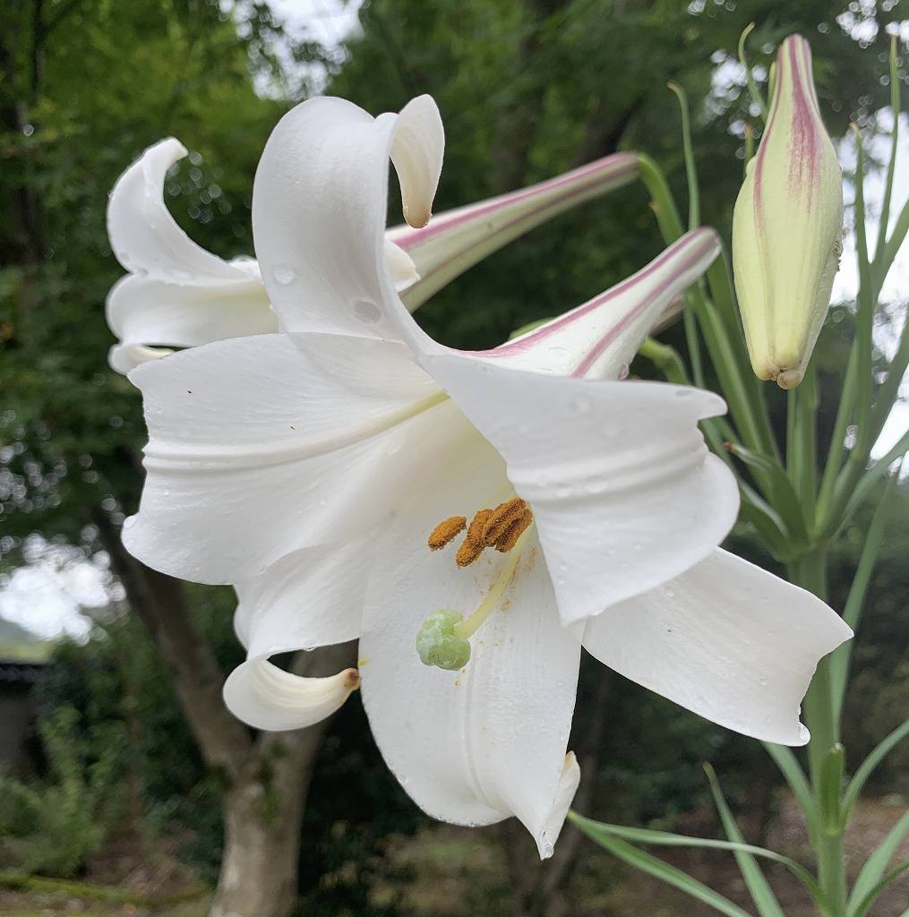 タカサゴユリ / Taiwanese Lily