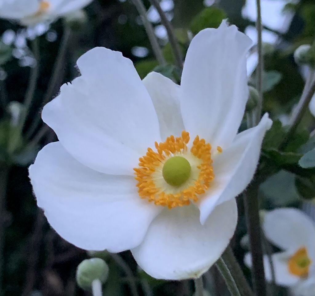 シュウメイギク：白色一重咲き