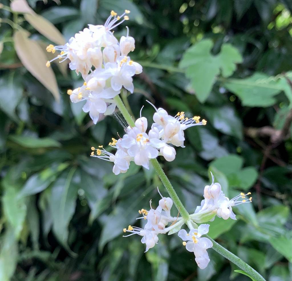 ヤブミョウガ / Pollia Japonica