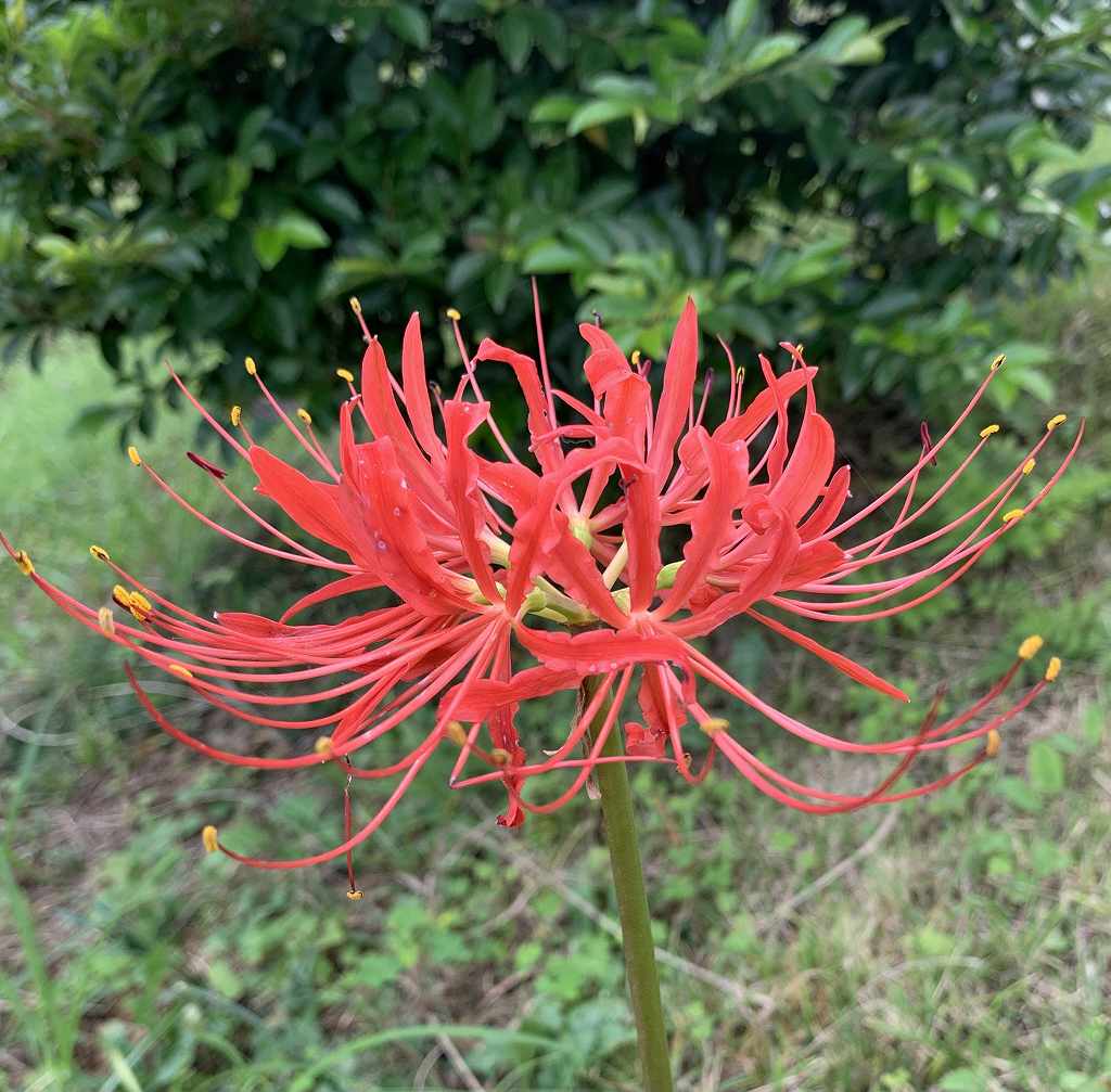 ヒガンバナ / Red Spider Lily