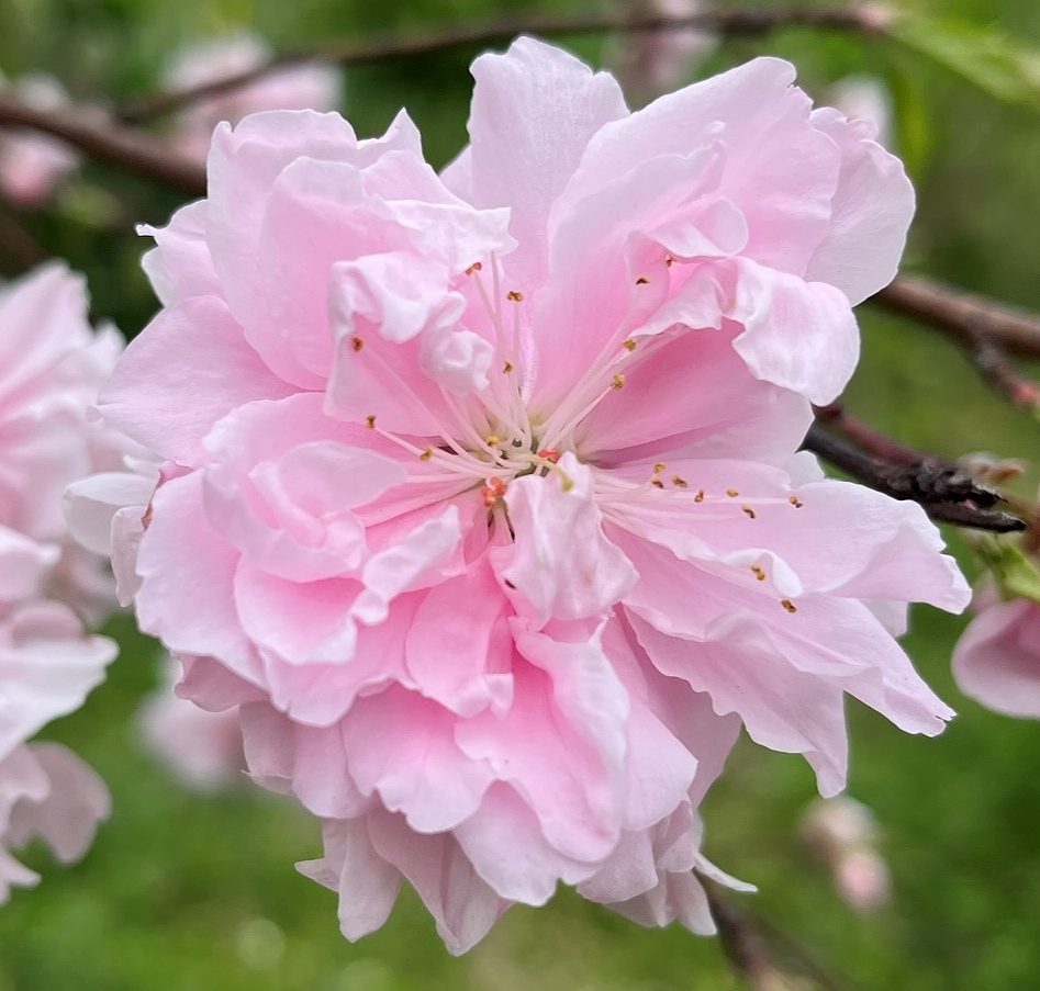 ハナモモ / Flower Peach