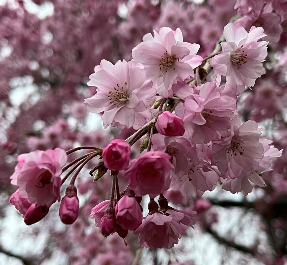 サクラ：枝垂れ桜を近くから
