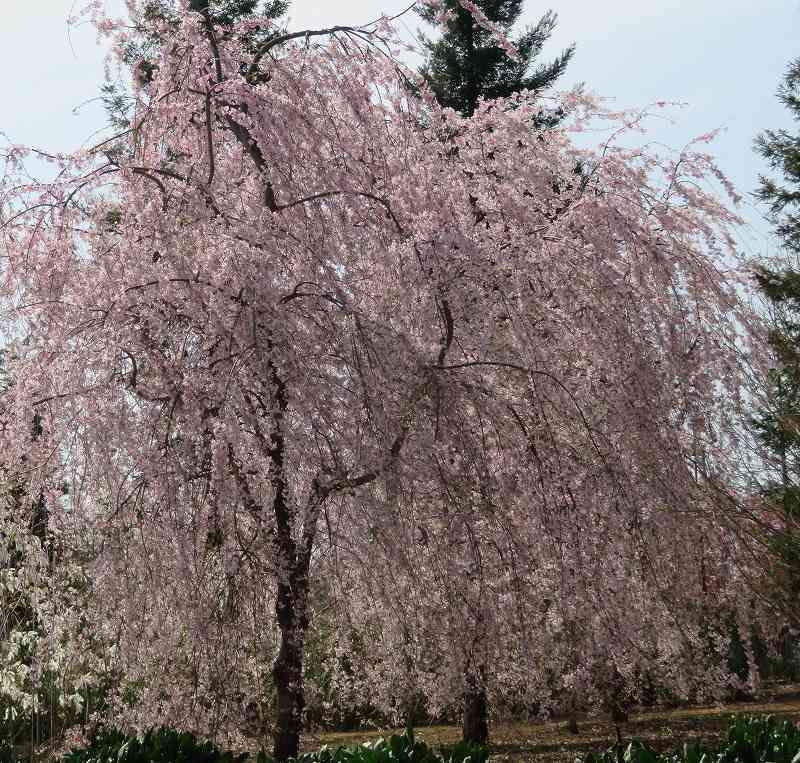 サクラ：枝垂れ桜を遠くから