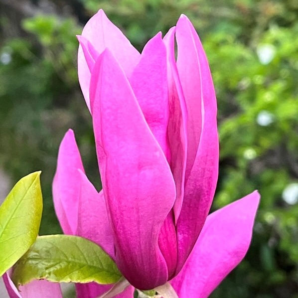 モクレン / Purple Magnolia