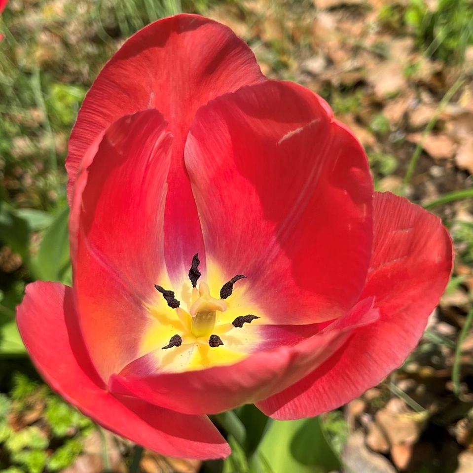 チューリップ / Tulip