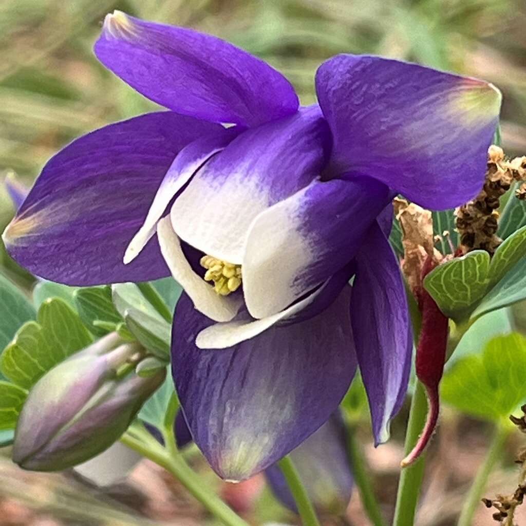 オダマキ：青紫色を斜めから