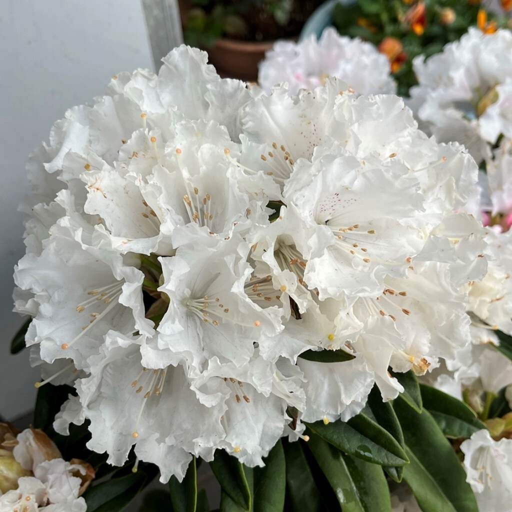 シャクナゲ：白色の花