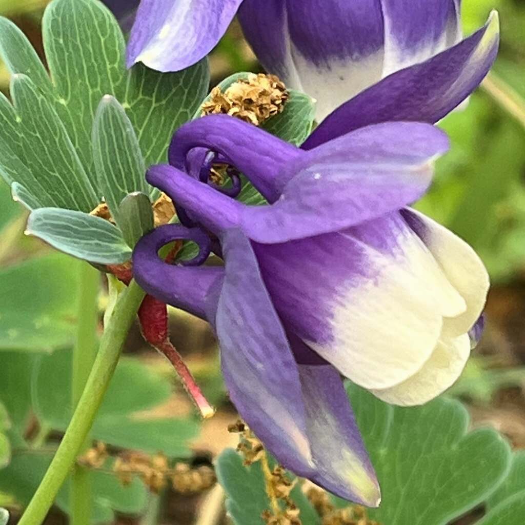 オダマキ：青紫色を横から