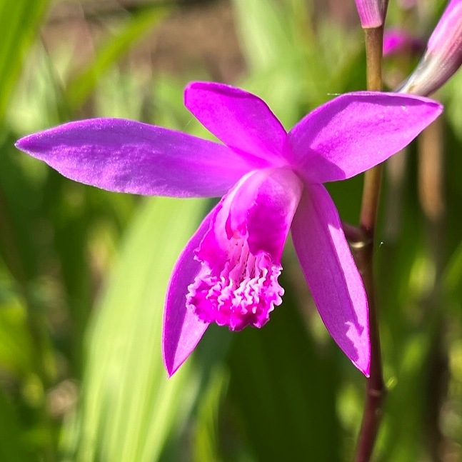 シラン / Urn Orchid