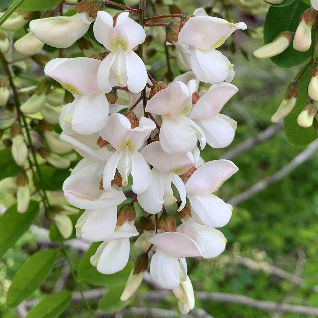 ニセアカシア アネクドートの野の花ノート アネクドートの野の花ノート