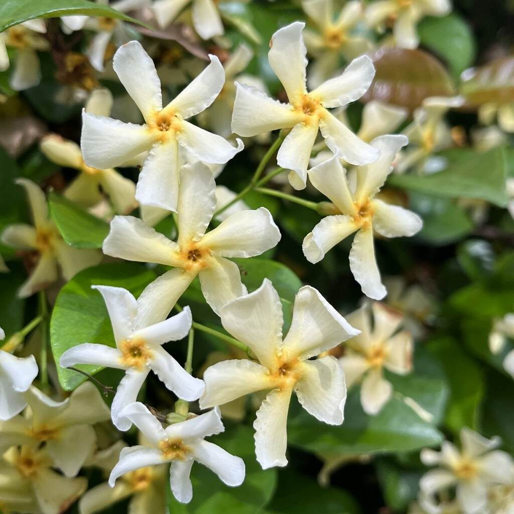 テイカカズラ / Asiatic Jasmine