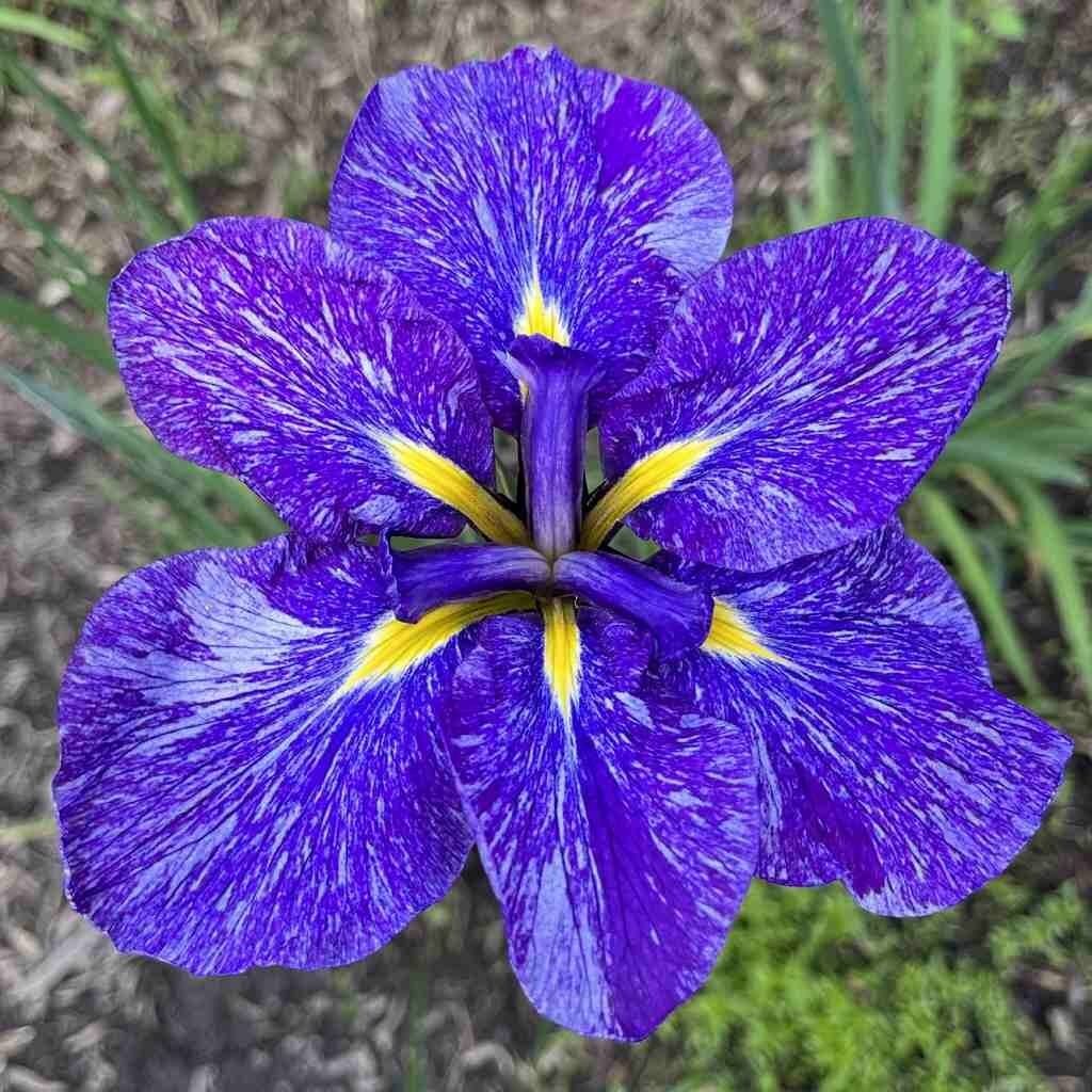 ハナショウブ：六英咲き青紫色