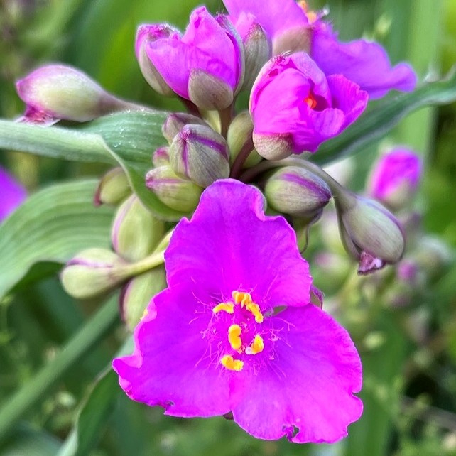 ムラサキツユクサ：赤紫の花と蕾