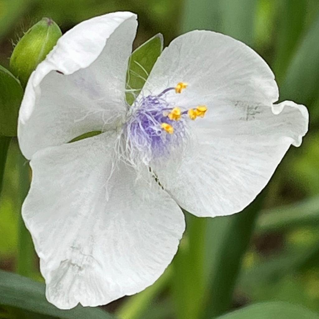 ムラサキツユクサ：白い花を斜めから