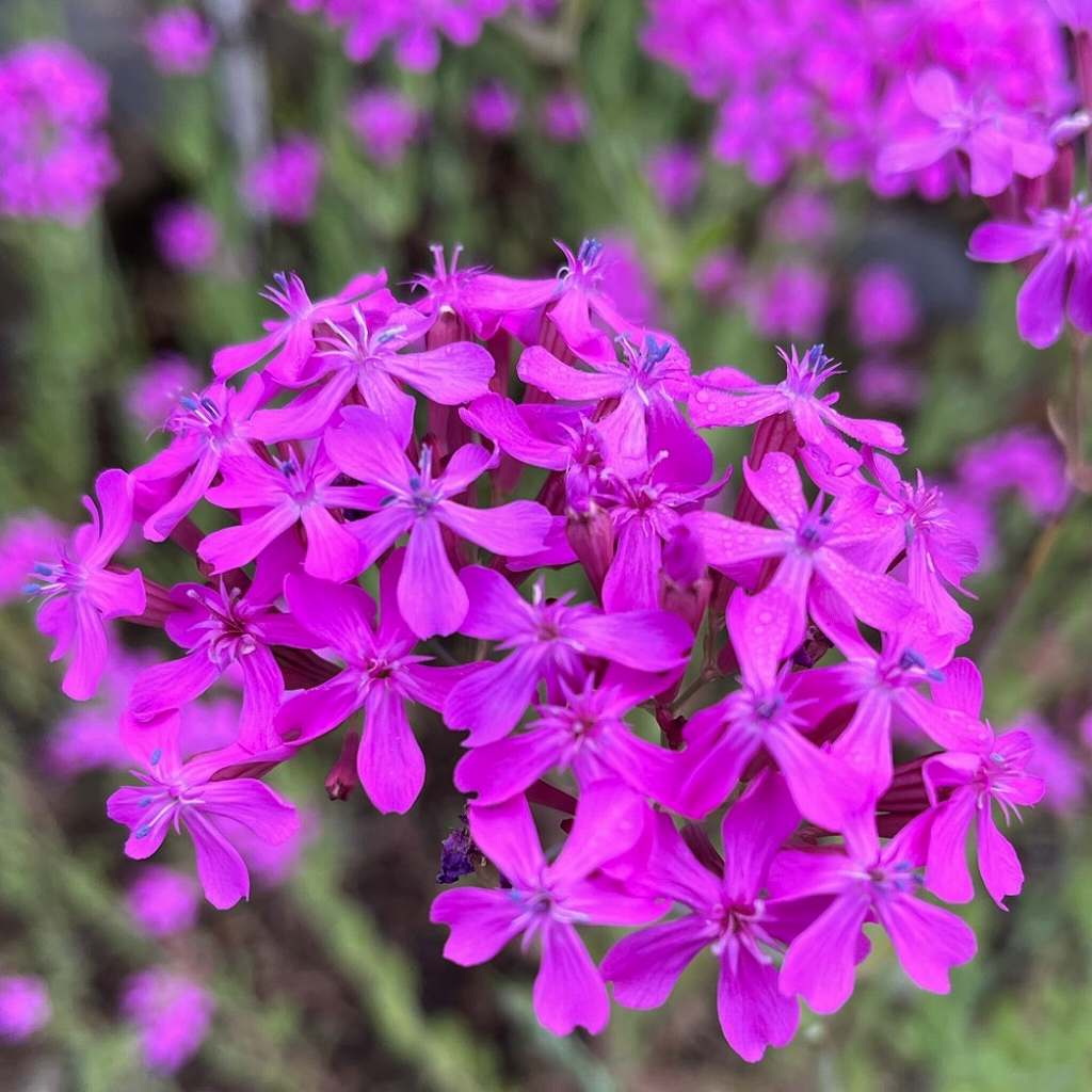 ムシトリナデシコ アネクドートの野の花ノート アネクドートの野の花ノート