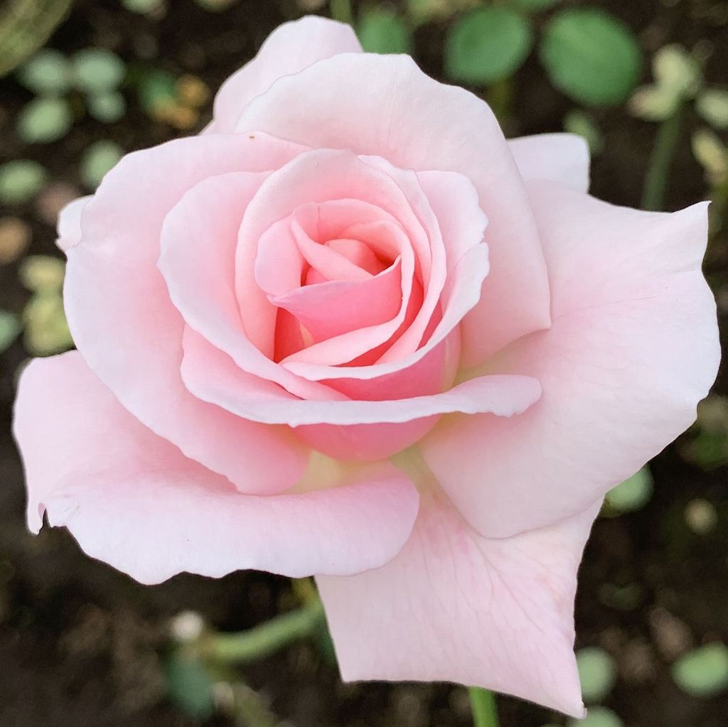 バラ / Rose