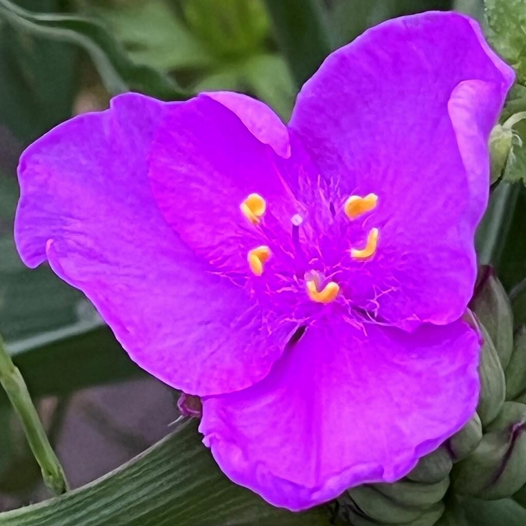 ムラサキツユクサ：赤紫の花