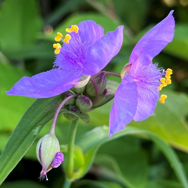 ムラサキツユクサ：青紫の花を横から
