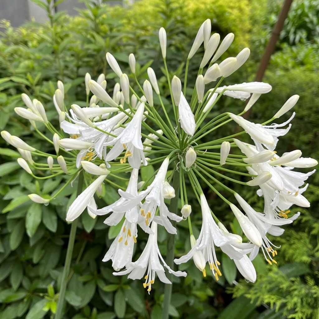 アガパンサス：白色の花が展開