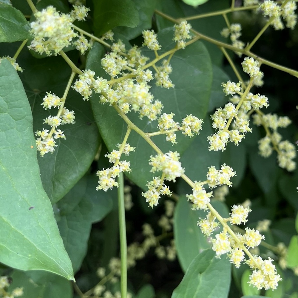 オオツヅラフジ：野の花ノート 1001 野の花ノート 1001