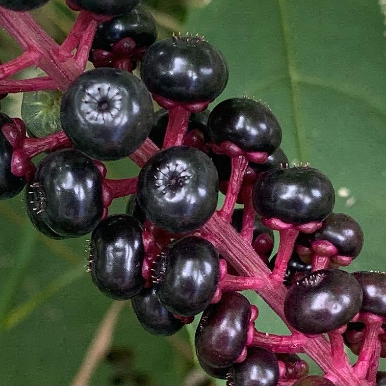 ヨウシュヤマゴボウ：黒紫色の成熟果実を近くから