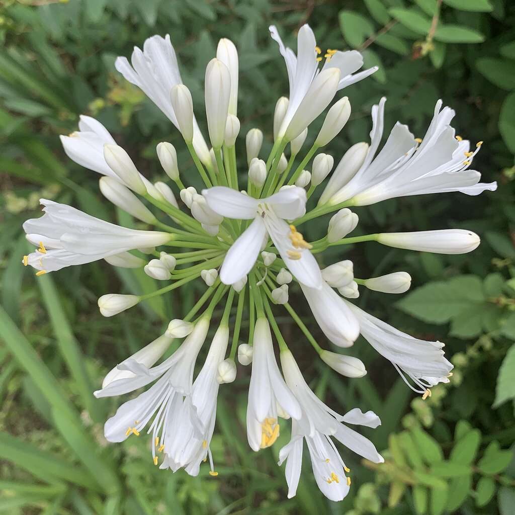 アガパンサス：白色の花