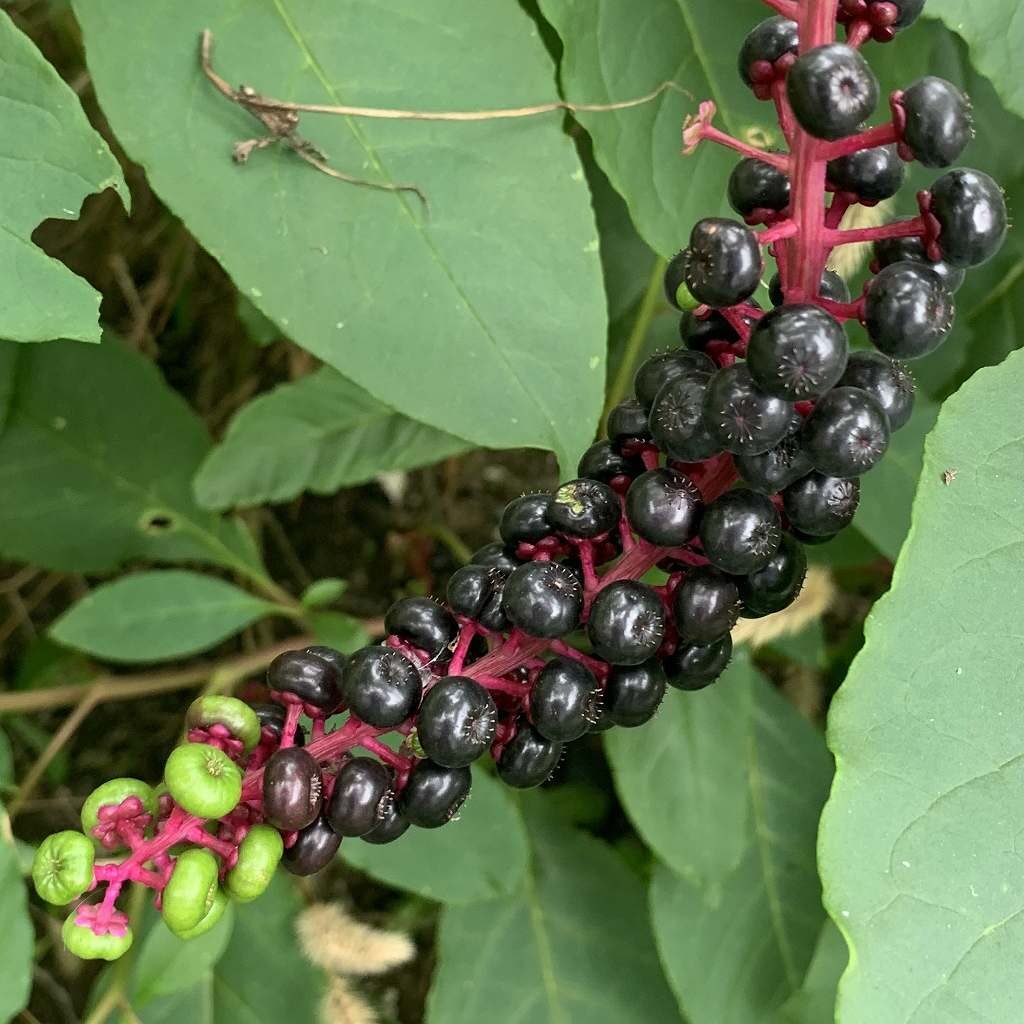 ヨウシュヤマゴボウ：黒紫色の成熟果実