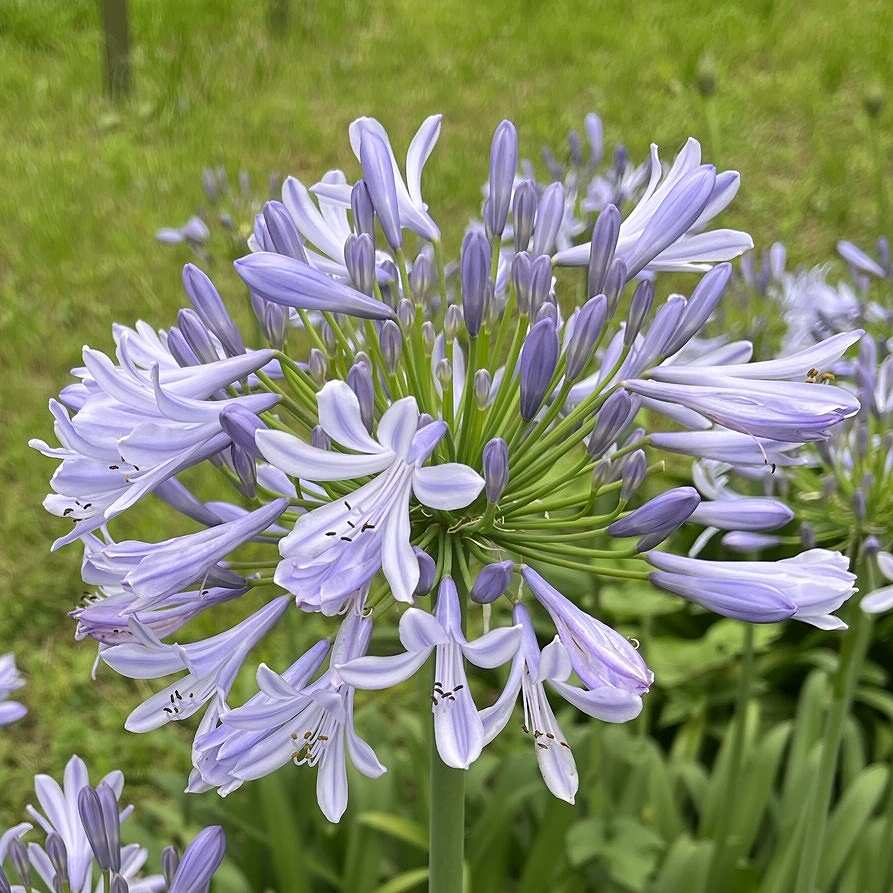 アガパンサス：青紫色の花が展開