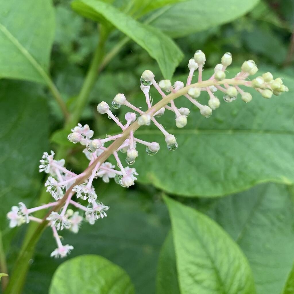 ヨウシュヤマゴボウ：白色の花