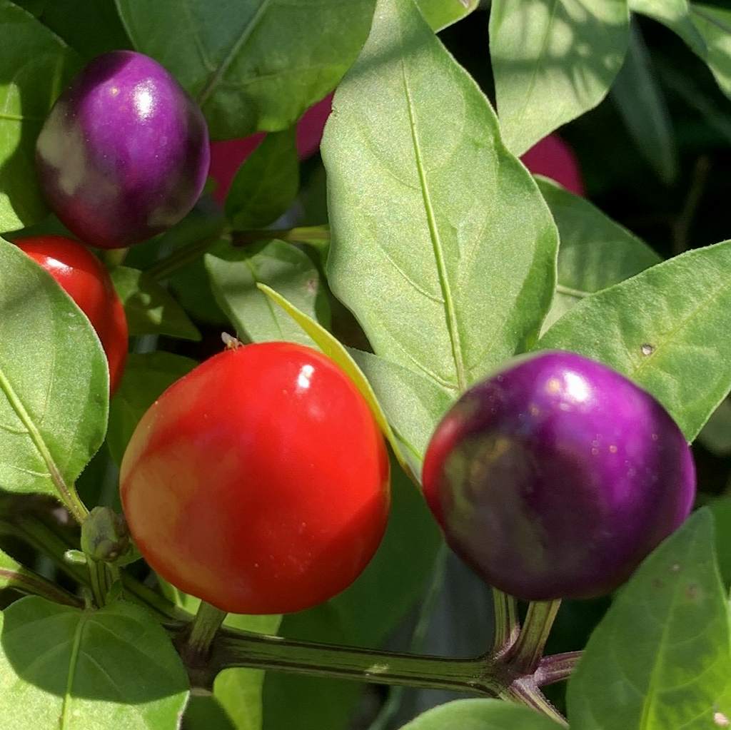 ゴシキトウガラシ：赤色と紫色