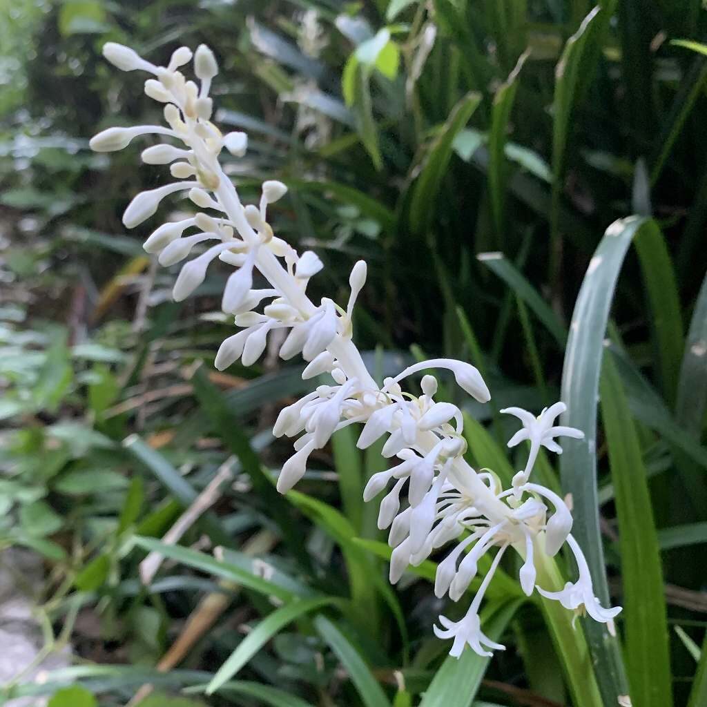 ノシラン / White Lilyturf