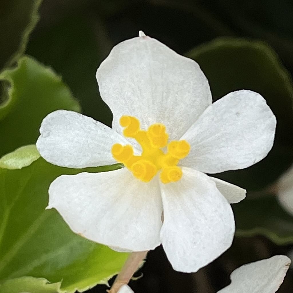 シキザキベゴニア：白色の雌花