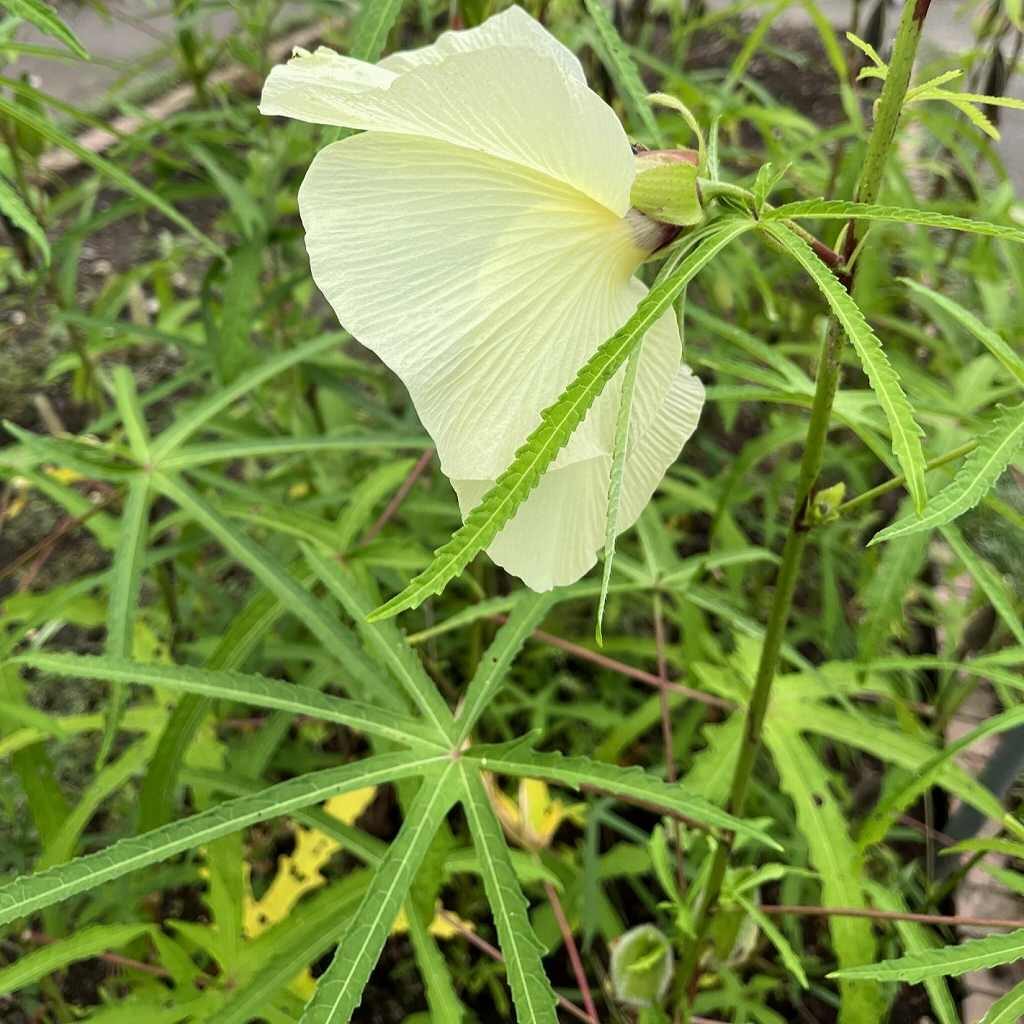 トロロアオイ：花を後ろから