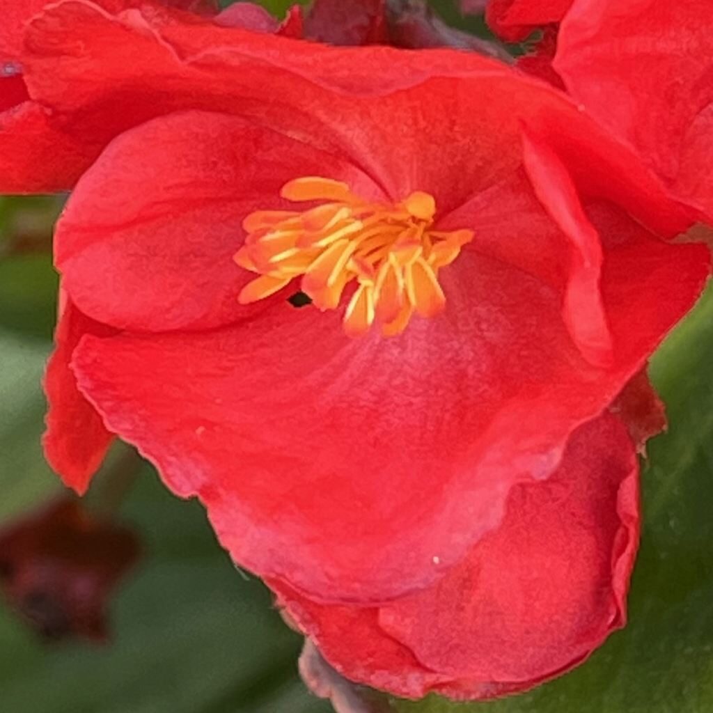 シキザキベゴニア：赤色の雄花