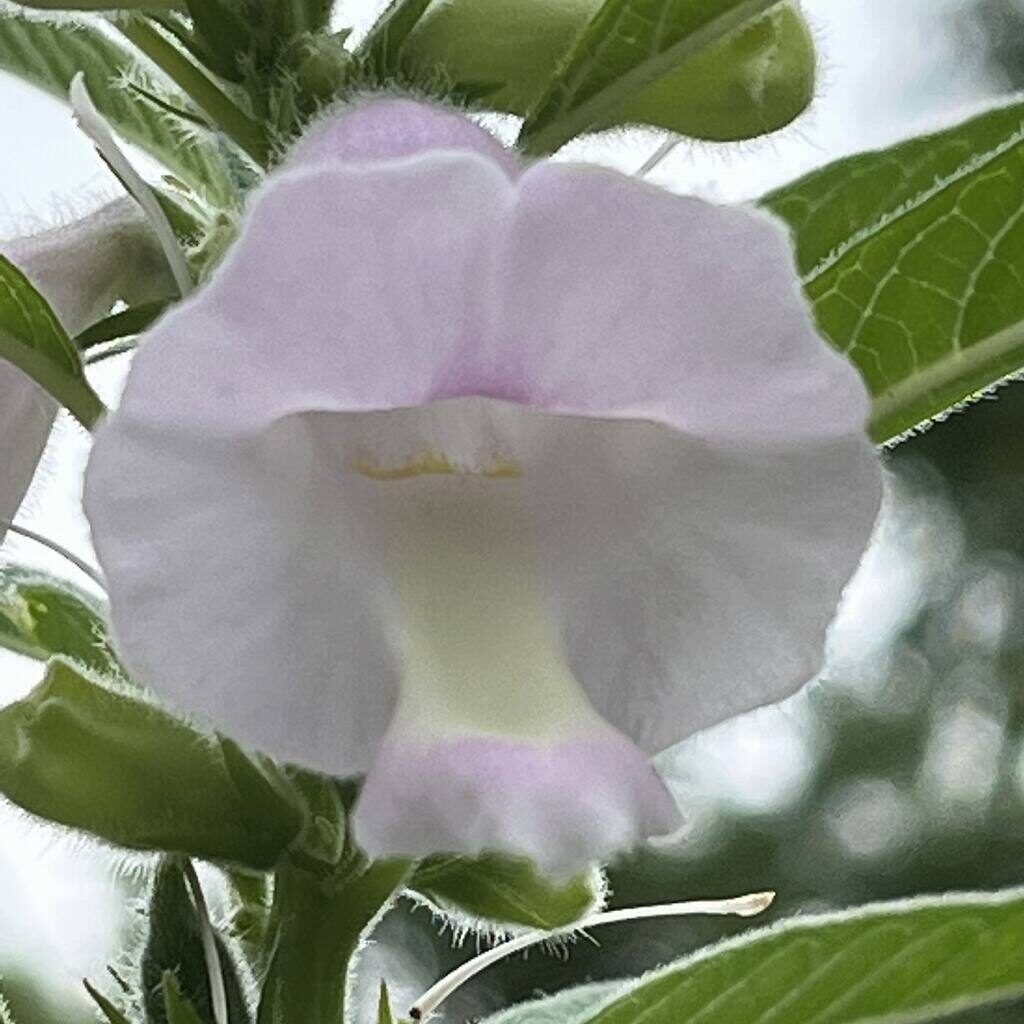 ゴマ：花をもっと近くから