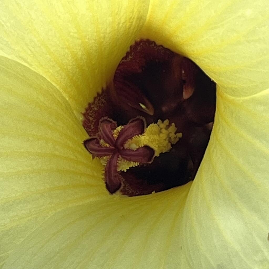 トロロアオイ：花の中央部