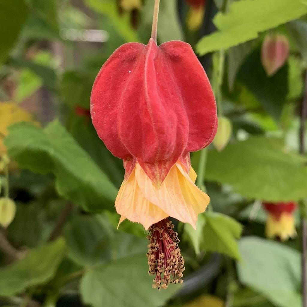 炎花 adidas ZX 8000 “Hanami” Pack Celebrates Japan and Germany's